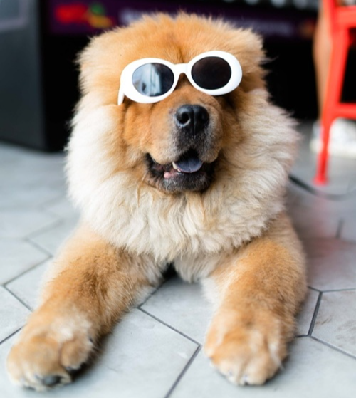 Dog with shades